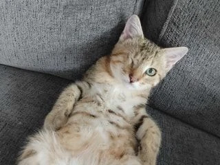 Playful one-eyed tabby cat lying comfortably on a grey couch.