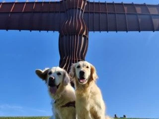 Two happy golden retrievers sitting in front of the Angel of the North sculpture under a clear blue sky.