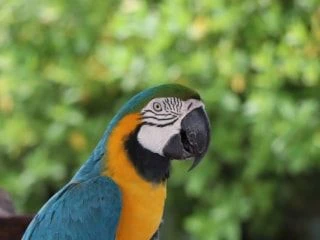 Close-up photo of a vibrant blue-and-yellow macaw parrot with lush green foliage in the background.